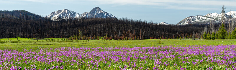 Beautiful wildflowers and forest fire burn area