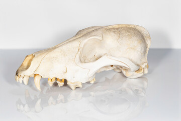 dog skull isolated on white