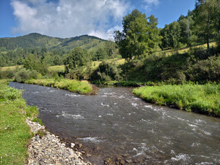 River Cherga in Altai. A river stretch with clear green water.