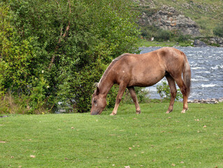 A horse is grazing in a meadow on the bank of Altai river Ursul.
