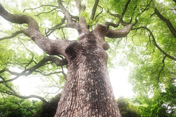 Looking up a giant camphor tree.