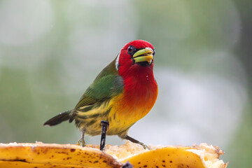 A Red-headed Barbet in Costa Rica