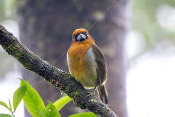 A Prong-billed Barbet in Costa Rica