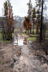 Foot bridge burnt from a forest fire
