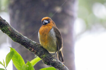 A Prong-billed Barbet in Costa Rica