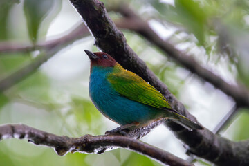 A Bay-headed Tanager in Costa Rica