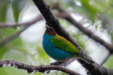 A Bay-headed Tanager in Costa Rica