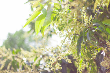 Mango Flower Cluster on Tree – Sharp Focus with Morning Sunlight Bokeh
