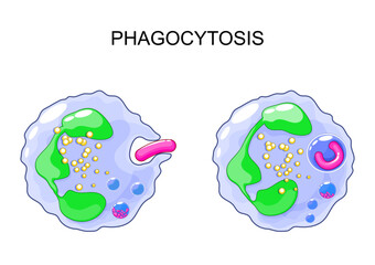Phagocytosis. Neutrophils absorption of bacteria