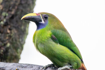 A Northern Emerald-Toucanet in Costa Rica