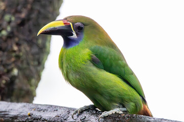 A Northern Emerald-Toucanet in Costa Rica