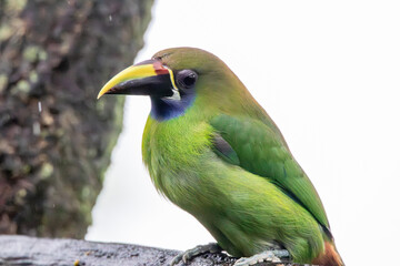 A Northern Emerald-Toucanet in Costa Rica