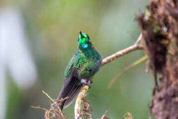 Obraz premium A Green-crowned Brilliant in Costa Rica