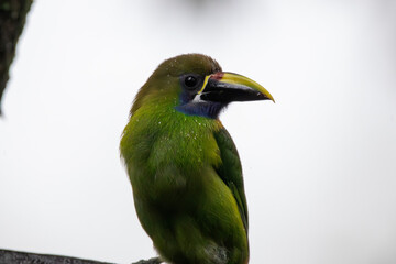 A Northern Emerald-Toucanet in Costa Rica