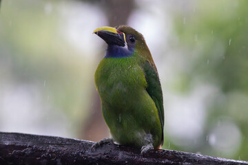 A Northern Emerald-Toucanet in Costa Rica