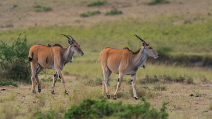 Elands on the March!