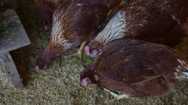 Egg laying chicken farm, chickens, eating food, raising for selling eggs, chicken and animal breeding farm