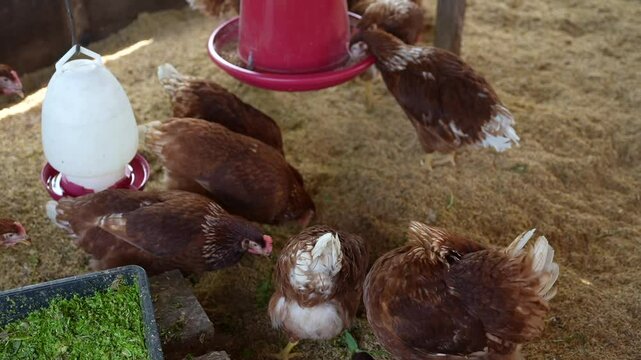 Egg laying chicken farm, chickens, eating food, raising for selling eggs, chicken and animal breeding farm