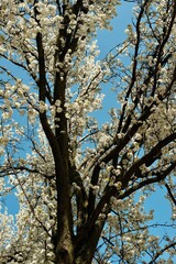 tree in spring