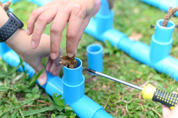 Coral renewal or Coral conservation. Making the artificial staghorn coral fragments in PVC pipe.