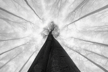 The Ascent