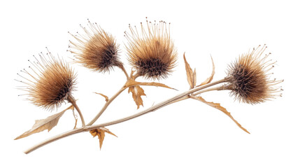 Dry burdock Teasle dipsacus isolated on white
 background 