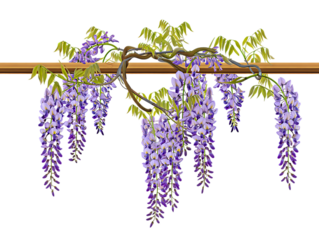 Stunning Purple Wisteria Blossoms Hanging from Wooden Trellis A Springtime Floral Illustration