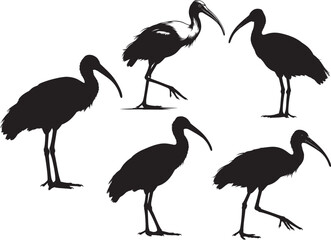 Obraz premium Ibis bird silhouette vector illustration