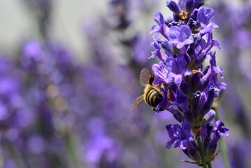 Biene an lila Lavendelblüten