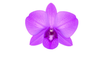 Fototapeta premium Detailed shot of a stunning violet orchid flower, showcasing its beautiful color and fine texture, on a PNG background.