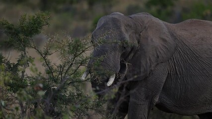 An elephant matriarch calls out to her herd during an African Safari, her deep rumble echoing through the bush; sharp focus captures the intensity of the moment and the textured details under warm