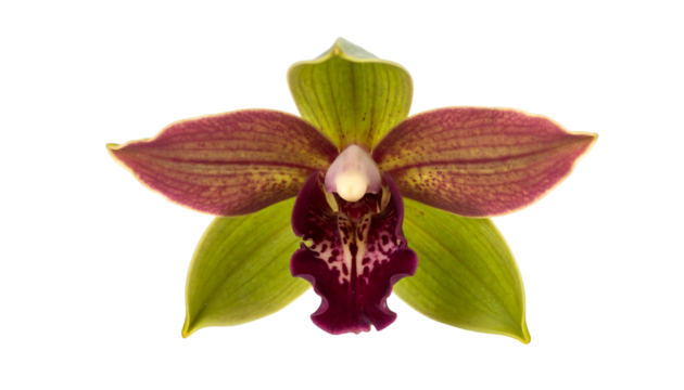 Detailed shot of an exotic orchid flower with green petals and a dark maroon, speckled lip, isolated on a PNG background.