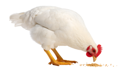 A pristine white chicken with a striking red comb is shown feeding on the ground in a close-up, isolated on a PNG background.