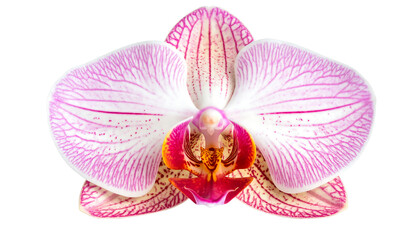 Fototapeta premium A pink and white orchid with red stripes, dots, and a red-yellow center on a transparent background.