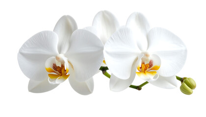 Obraz premium Two white orchids with yellow and red centers on a stem with buds, on a transparent background.
