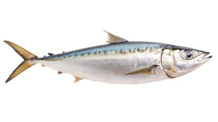 Atlantic horse mackerel trachurus  trachurus isolated on white background 