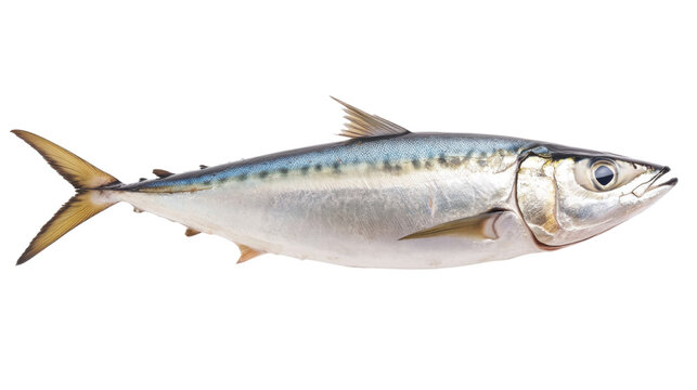 Atlantic horse mackerel trachurus  trachurus isolated on white background 