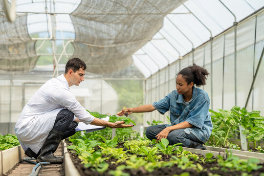 Agricultural Scientist and Female Farmer Collaborating on Soil and Plant Analysis in a Modern Greenhouse.