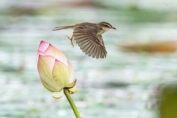 Closeup tailor birds flying on lotus flower field and beautiful green blurred background.Wren bird in the garden on the morning time.Animal and wildlife concept.