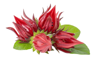 Fresh roselle hibiscus flower petals and leaves close up for tea and jam making vibrant red color bloom 100