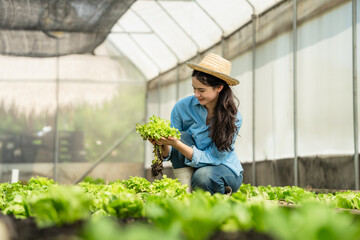 Young Asian Farmer Admiring a Freshly Picked Head of Organic Lettuce in Her Greenhouse.