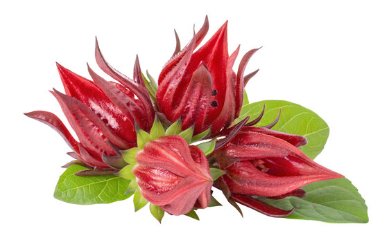 Fresh roselle hibiscus flower petals and leaves close up for tea and jam making vibrant red color bloom 100