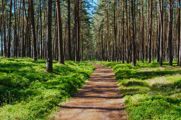 Wędrówka przez Bory Tucholskie © Aleksandra