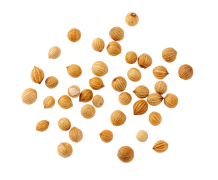 Buy organic coriander seeds online for cooking and spices fresh premium quality best price for sale now
