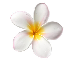 Beautiful plumeria flower blossom white and yellow tropical flower blossom perfect for summer designs
