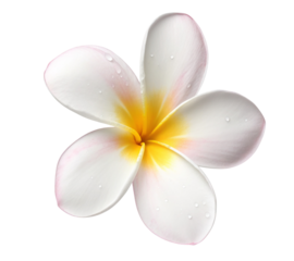 Beautiful plumeria flower blossom white and yellow tropical flower blossom perfect for summer designs