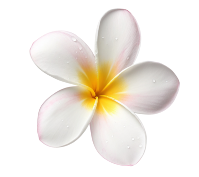 Beautiful plumeria flower blossom white and yellow tropical flower blossom perfect for summer designs