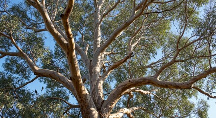 Majestic Eucalyptus Tree Canopy - A low angle view of a large eucalyptus tree against a clear blue sky, showcasing its intricate branches and leaves