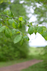 Summer freshness landscape with green tree leaves in rain drops,  forest natural background. beautiful harmony peaceful nature image. spring, summer season. rainy day weather