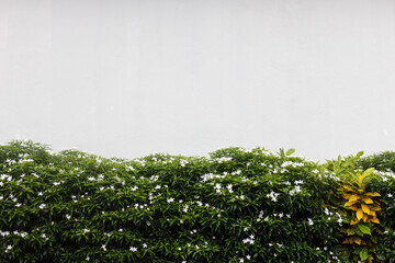 Lush Flowering Hedge Against a Minimalist Concrete Wall